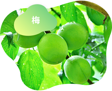 イメージ画像1（梅）
