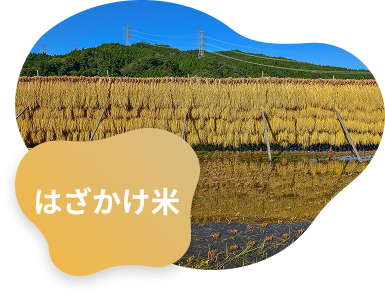 イメージ画像4（トマト）