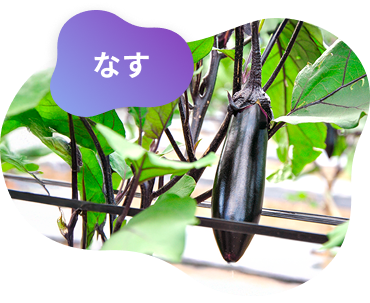 イメージ画像5（白菜）