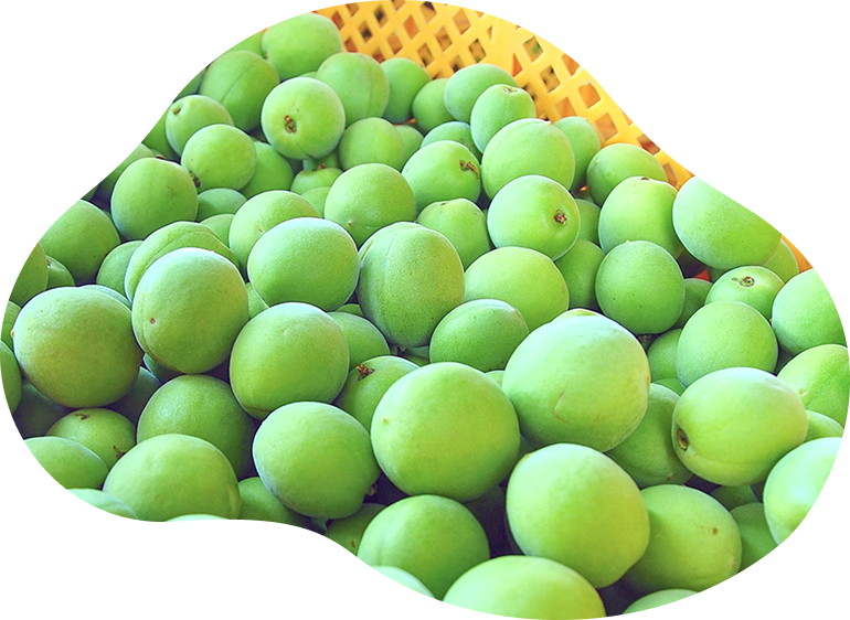 JAはぐくみイメージ画像