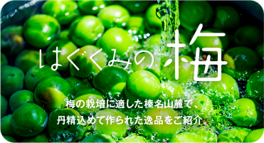 JAはぐくみの梅　梅の栽培に適した榛名山麓で、丹精込めて作られた逸品をご紹介
