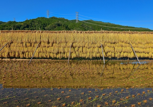 「特産物のご紹介」ページ　特産物写真（はざかけ米）