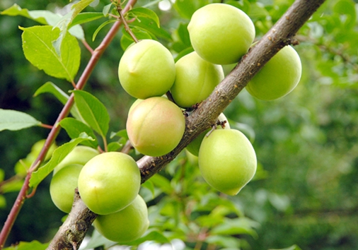 「特産物のご紹介」ページ　特産物写真（うめ）