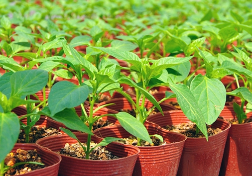 「特産物のご紹介」ページ　特産物写真（野菜苗）