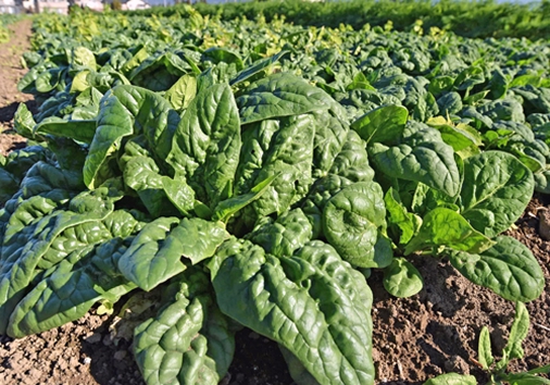 「特産物のご紹介」ページ　特産物写真（雨よけほうれん草）